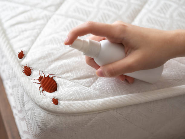 Flea Control Services in Tangelo Park, FL