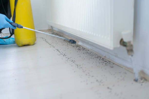Professional Pest Control in Tangelo Park, FL
