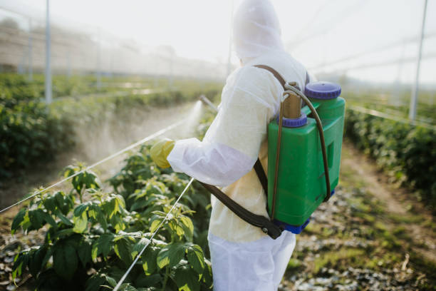 Best Pest Removal Services  in Tangelo Park, FL